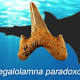 Frightening Megalodon and Great White Shark Relative Described 
