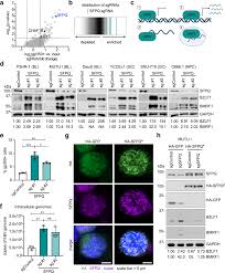 go ah ra fake nude|•••