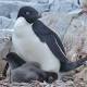 Reportedly Perverted Penguins Are Now Being Harassed Back... By Climate Change 