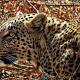 First global analysis indicates leopards have lost nearly 75 percent of their historic range 