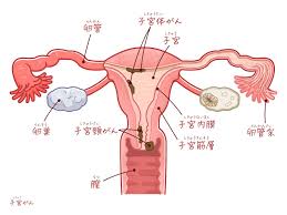 子宮姦|子宮の大きさって、どれくらいなの？【図解 解剖学の話】 - ラブすぽ