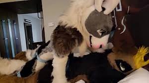 Gay fursuit jpg x Gay fursuit