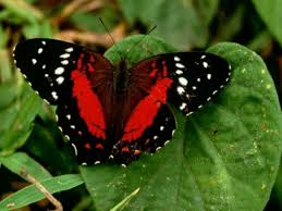 Imago (Borboleta adulta)