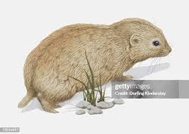 siberian mouse|Steam-utgivare: Siberian Mouse Dev