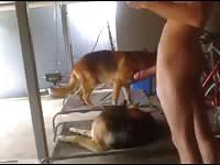 Dog fucks guy against wall gay beast com animal porn tube katitube kinky sex jpg x Guy fucked by dog