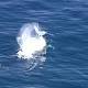 Marine life having 'whale of time' off NSW 