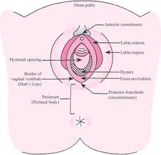  child labia hymen|Child Sexual Abuse Clinical Presentation: History, Physical