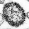 はしか、国内で複数の感染者確認 同じ新幹線車両に乗り合わせ