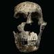 New Evidence of Mysterious Homo naledi Raises Questions about How Humans Evolved 