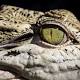 Never sneak up on a crocodile: research discovers predators can sleep with one ... 