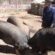 Heritage Berkshire pigs bring home the bacon for Canberra couple 