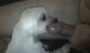 Man loudly fucks dog pussy in homemade cam scenes jpg x Guy fucks dog pussy