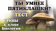 Многообразие и польза грибов в природе ile ilgili video