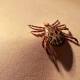 Monitor Board of Contributors: Lyme disease hit my family hard 