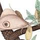 Scientists discover prehistoric 'Jurassic butterfly' 
