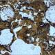 Australian Fossils Hint At Where To Search For Life On Mars 
