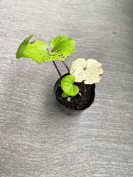 gif 二次　ロリ|ホロライブMMDで「がうる・ぐら」を躍らせてみた！ 海を背景にアップテンポな曲を踊る姿を夏の終わりにどうぞ｜Infoseekニュース