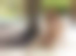 dominika jandlova wallpaper|Download photo 1600x900, dominika j, coxy, coxy dominika, outdoors, public,  dog, nude, tits, trimmed pussy, smile, dominica j, dominika jandlova,  dominika johannsen, dominika l - ID: 195319