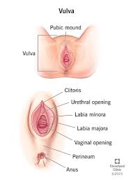 child vulva|101 Superficial angiomyxoma of the vulva - European Journal of Obstetrics  and Gynecology and Reproductive Biology