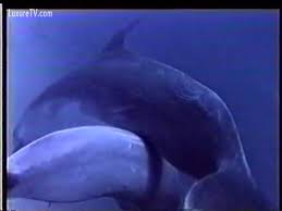 Bkocwlv iy amgwa tcfls jpg x Fucks dolphin