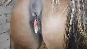 Gifted horse fucking mare in heat zoo porn jpg x Man fucks horse pussy