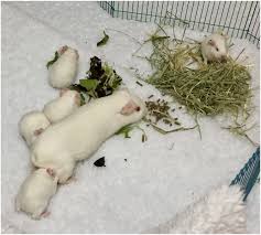 siberian mouse early| Siberian mice (TV Episode 2019) - Maria Babko as Self - IMDb