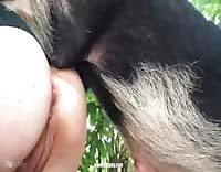 Premzoo boar fuck girls pig sex bestiality scene jpg x Girl fucks pig