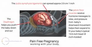 pubis spread|ResearchGate