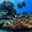 The Hidden Gem: Exploring the Unseen Depths of the Ocean ile ilgili video