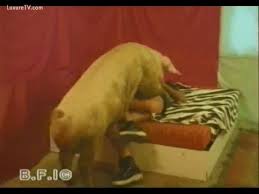 Man fucks pig hard gay porn free plus he gets to buy his gal jpg x Man fucks pig