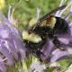 Bumblebee is first bee in continental US to be listed as endangered 