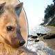 Dog fossil found in Maryland Could Reveal More about 'Bone Crusher' 