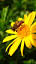 El papel crucial de las abejas en nuestro ecosistema ile ilgili video