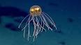 Les mystères de la méduse : Un voyage dans les profondeurs de l'océan ile ilgili video