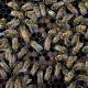 US beekeepers fear for livelihoods as anti-Zika toxin kills 2.5m bees 