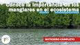 El fascinante mundo de los ecosistemas de manglares ile ilgili video