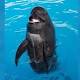 Bubbles, SeaWorld's oldest pilot whale, dies 