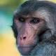 Monkeys master thought-controlled wheelchair 