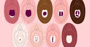 Hymen vagina|Hymen | Description, Characteristics, & Congenital Anomalies | Britannica