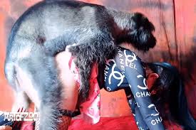 Clip dog fuck a gay man jpg x Human and animal sex