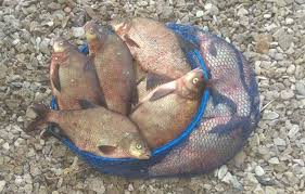 selfshot japanese teen2|Fruchtiges Mango Sago I Lieblings-Dessert - Nia Latea