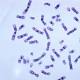 Study Finds Surprising Benefit of Viral DNA: Fighting Other Viruses 