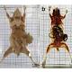 See-Through Mice May Soon Substitute for Live Animals 