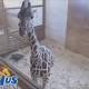 April The Giraffe 'Will Have This Calf When She Is Good And Ready' 