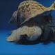 Sea snails could save Great Barrier Reef from starfish 