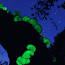 El enigmático mundo de los hongos bioluminiscentes ile ilgili video