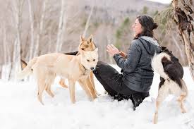 Riding on dog the pines|Taking your dog on outdoor trips