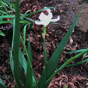 Dietes butcheriana - Wildflower Nursery