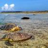 ウミガメ30匹以上、首などに傷 久米島の海辺、駆除された可能性も