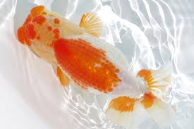 Purenudism 日本|5万1000円で落札の金魚も 東かがわ市で「日本オランダ獅子頭」の全国品評大会 | KSBニュース | KSB瀬戸内海放送